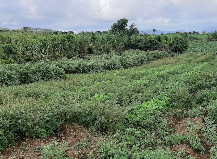 land situated at Palma, Quatre Bornes on Aster Vender