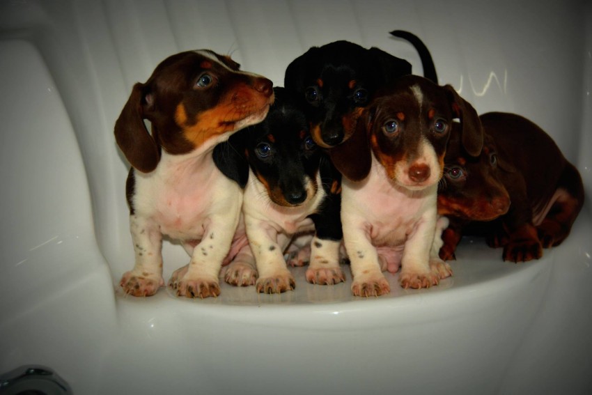 Purebred Teckel for sale - 2 - Dogs  on Aster Vender