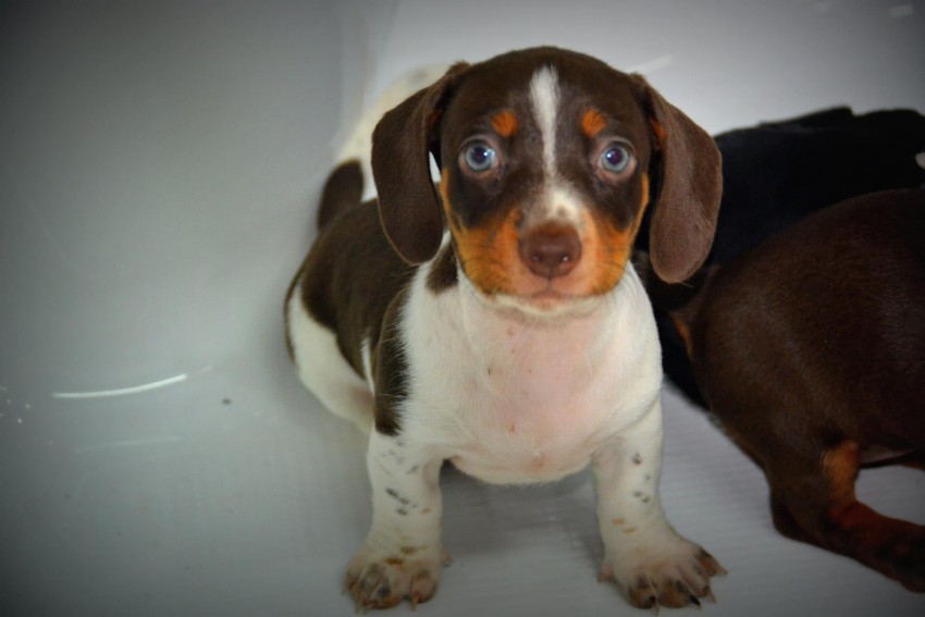 Purebred Teckel for sale - 1 - Dogs  on Aster Vender