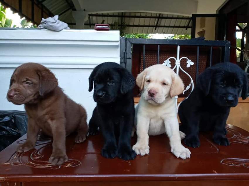 Labrador 6 weeks - Pure English Breed - 1 - Dogs  on Aster Vender