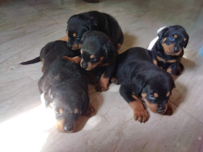 Rottweiller  - 0 - Dogs  on Aster Vender