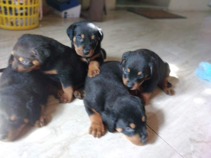 Rottweiller  - 1 - Dogs  on Aster Vender