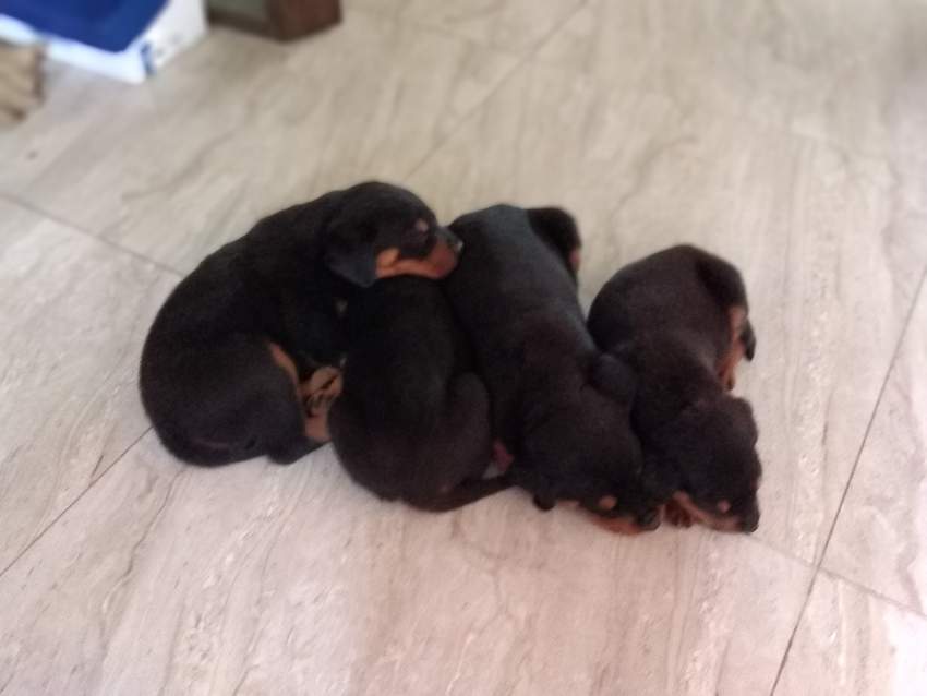 Rottweiller  - 0 - Dogs  on Aster Vender