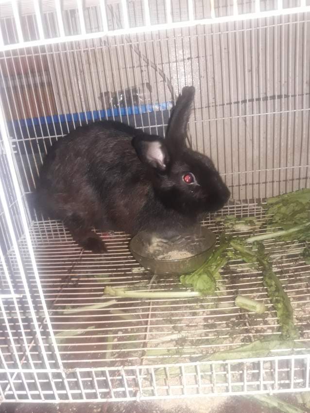 Rabbits 1 Pair male and female.  - 1 - Rabbit  on Aster Vender