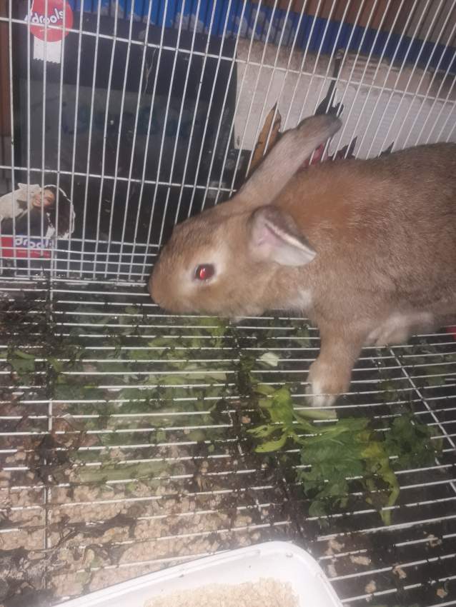 Rabbits 1 Pair male and female. on Aster Vender