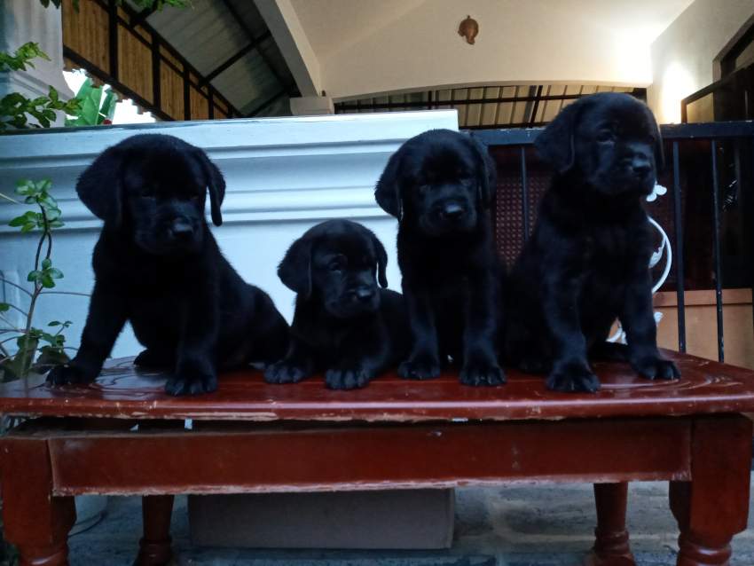 Labrador 7 weeks - Pure English Breed - 0 - Dogs  on Aster Vender