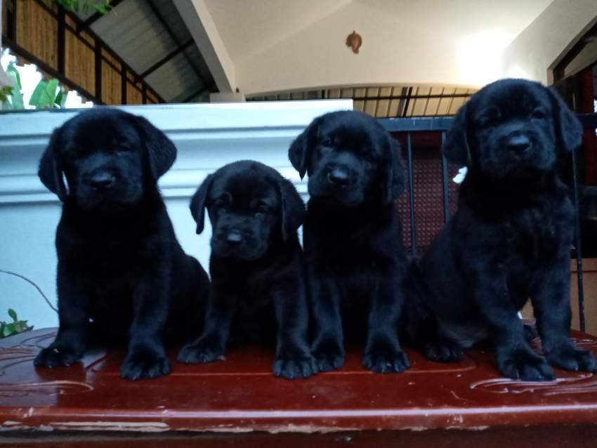 Labrador 7 weeks - Pure English Breed - 1 - Dogs  on Aster Vender