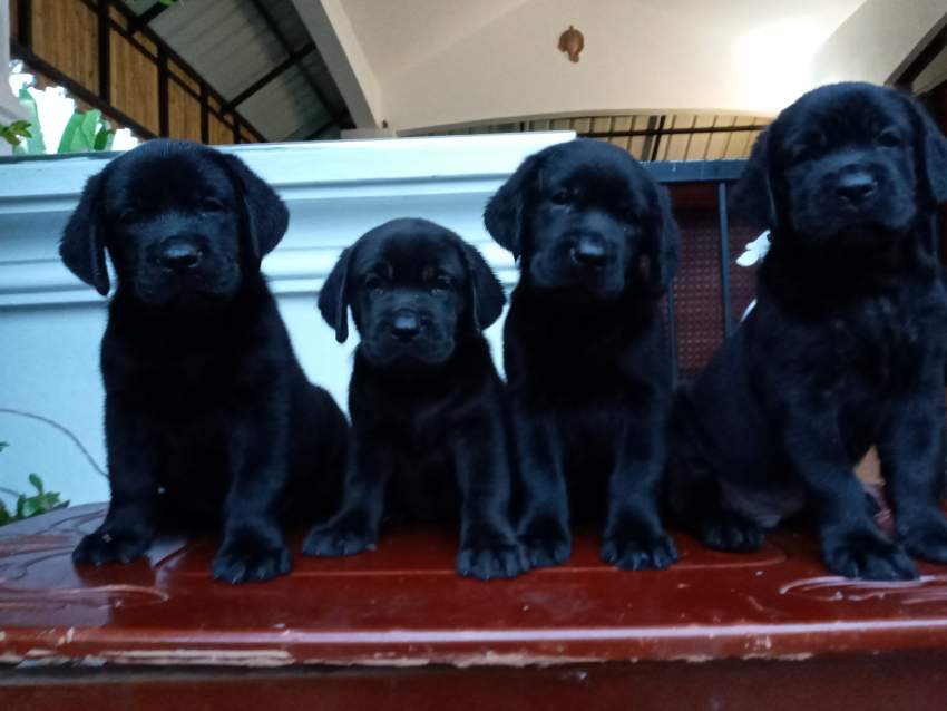 Labrador 7 weeks - Pure English Breed - 2 - Dogs  on Aster Vender