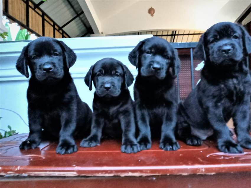 Labrador 7 weeks - Pure English Breed - 2 - Dogs  on Aster Vender