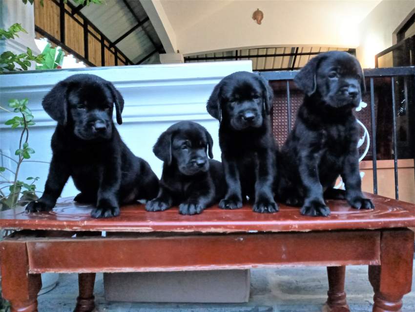 Labrador 7 weeks - Pure English Breed - 0 - Dogs  on Aster Vender