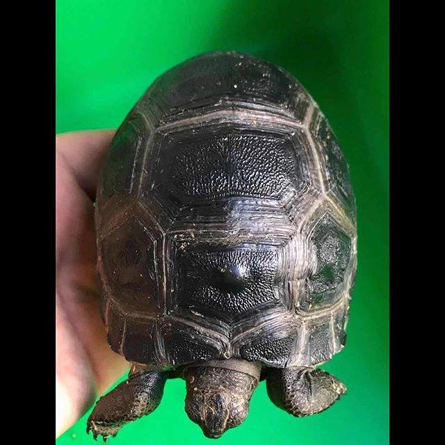 Aldabra Tortoises  - 0 - Other Pets  on Aster Vender