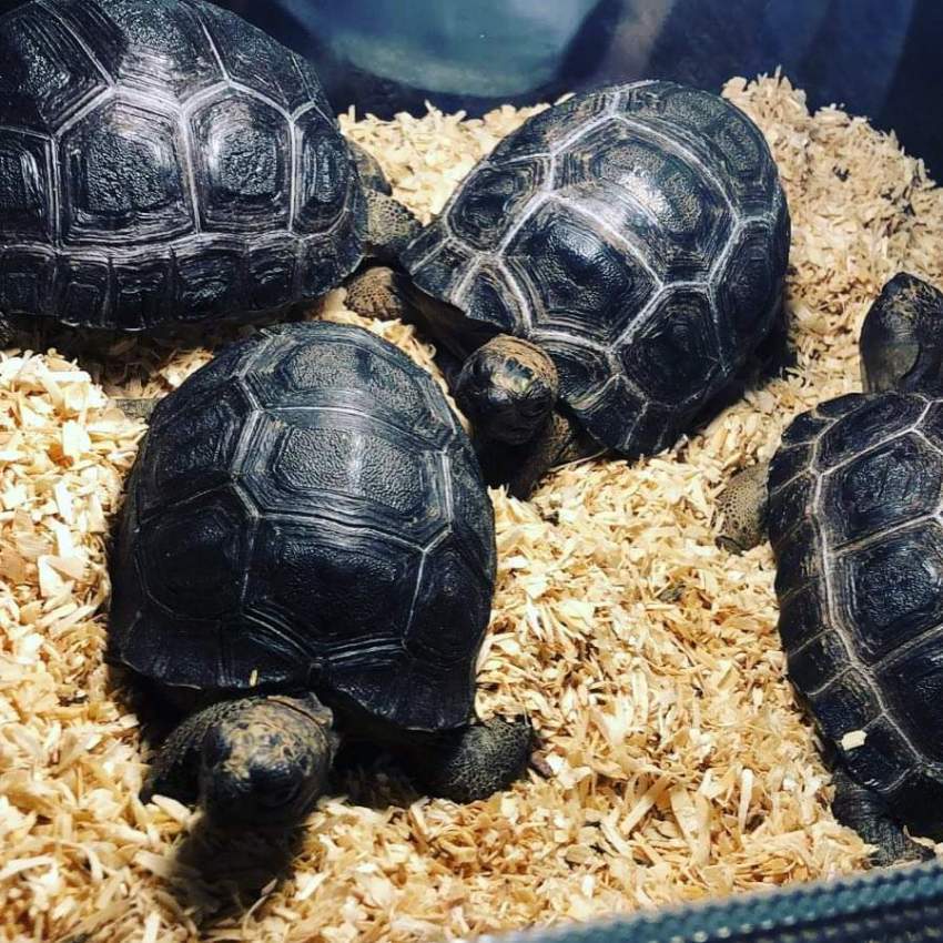 Aldabra Tortoises  - 1 - Other Pets  on Aster Vender
