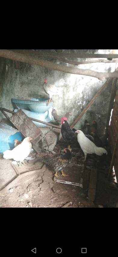 Poule Coq et volaille - 0 - Birds  on Aster Vender