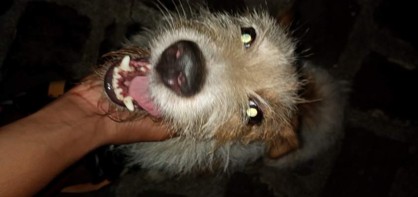 griffon fox terrier on Aster Vender