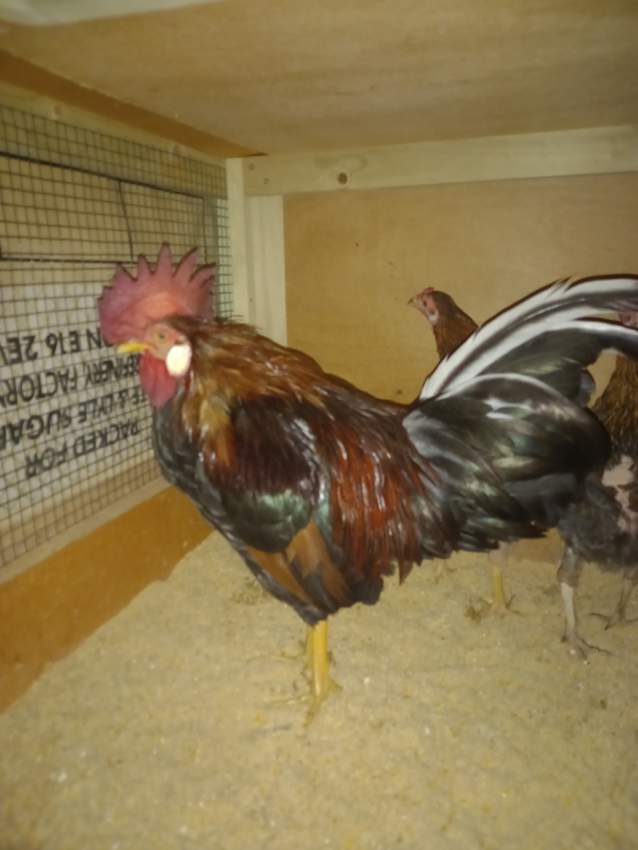 Chicken for sale - 0 - Other Pets  on Aster Vender