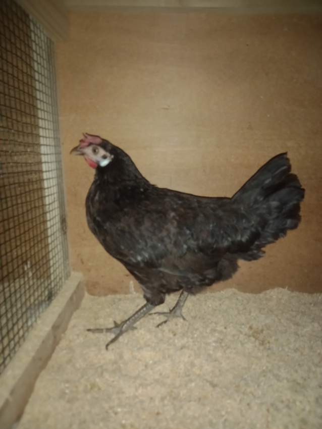 Chicken for sale - 1 - Other Pets  on Aster Vender