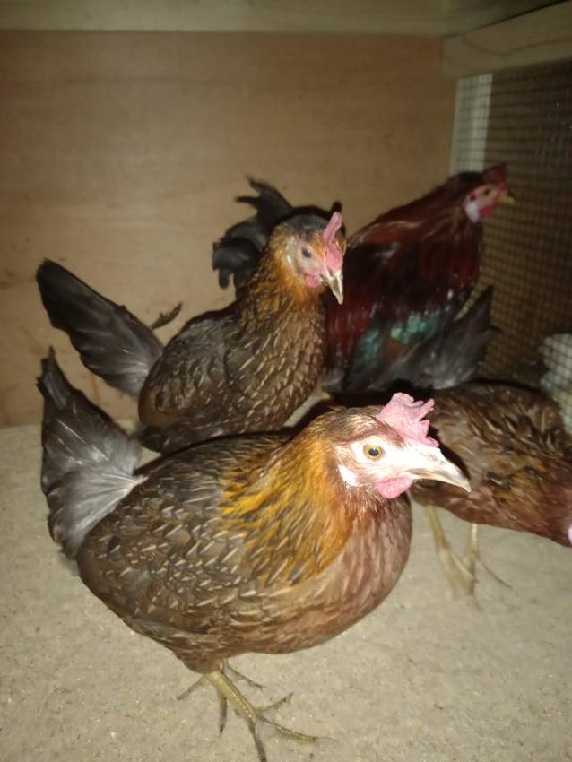 Chicken for sale - 2 - Other Pets  on Aster Vender