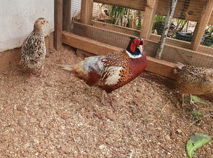 Ring Necked Pheasant  - 0 - Birds  on Aster Vender