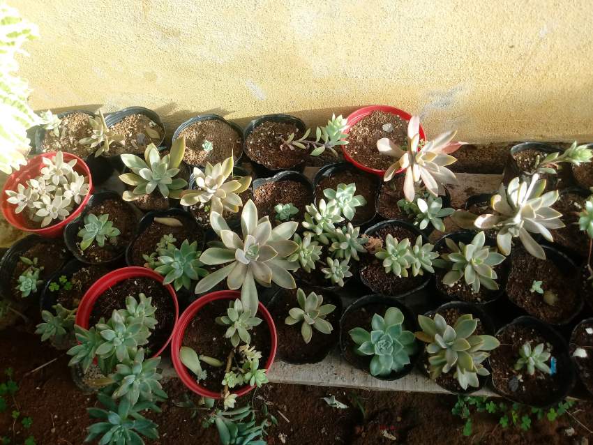 Succulent - 0 - Plants and Trees  on Aster Vender