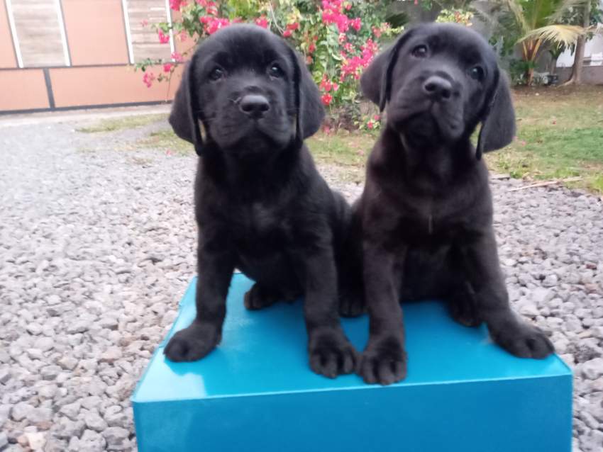 Labrador 8 weeks - Pure English Breed - 0 - Dogs  on Aster Vender