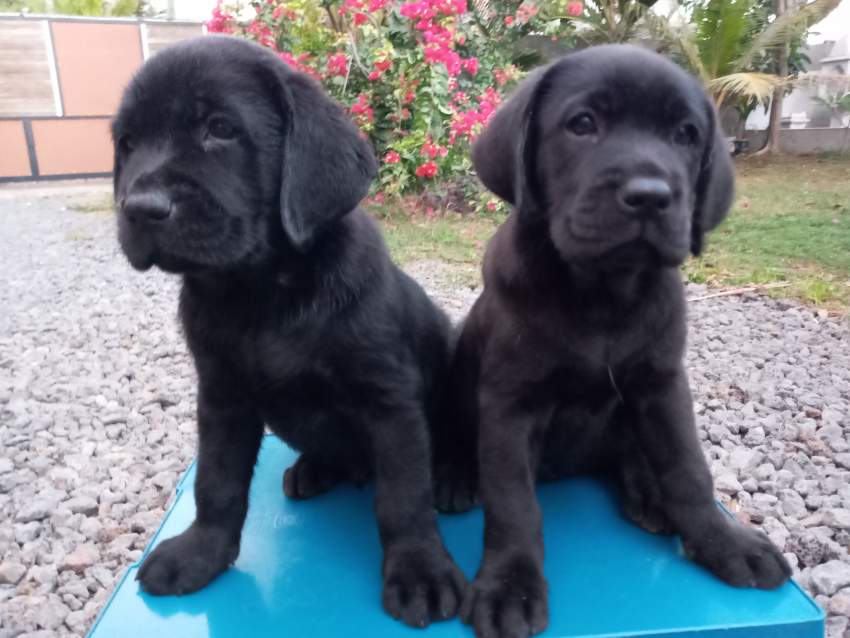 Labrador 8 weeks - Pure English Breed - 2 - Dogs  on Aster Vender