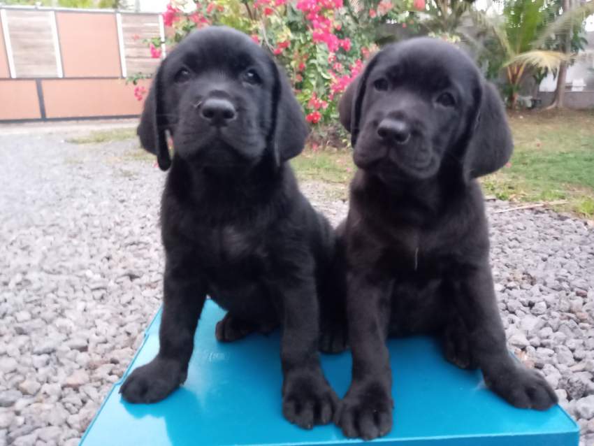 Labrador 8 weeks - Pure English Breed - 1 - Dogs  on Aster Vender