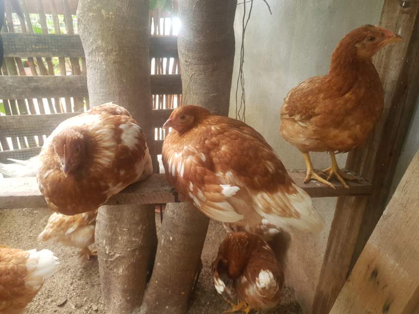 Laying Hens - 2 - Birds  on Aster Vender