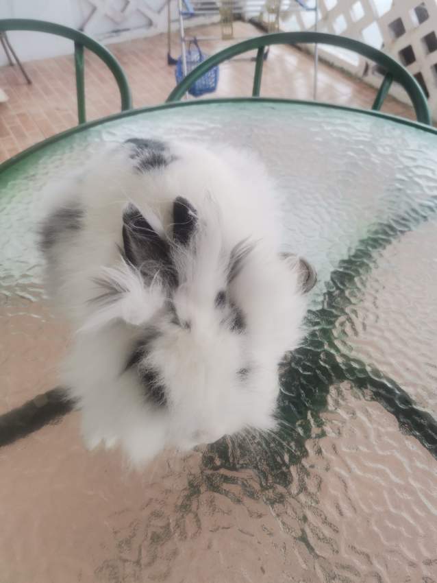 Angora lapin - 0 - Rabbit  on Aster Vender