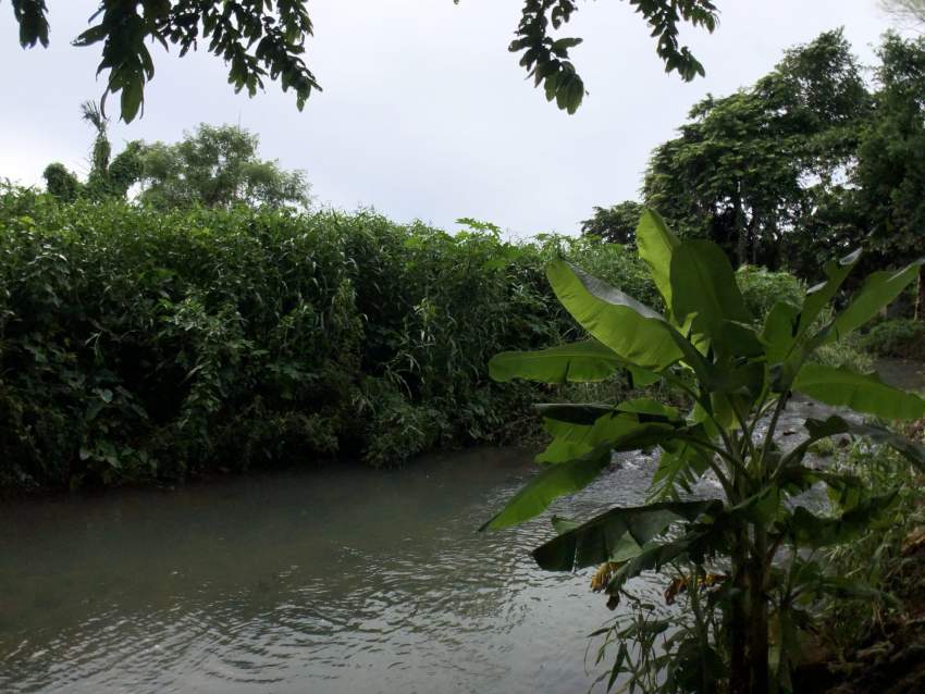 Agricultural land 4302.42 m2 – Pamplemousses - 5 - Land  on Aster Vender