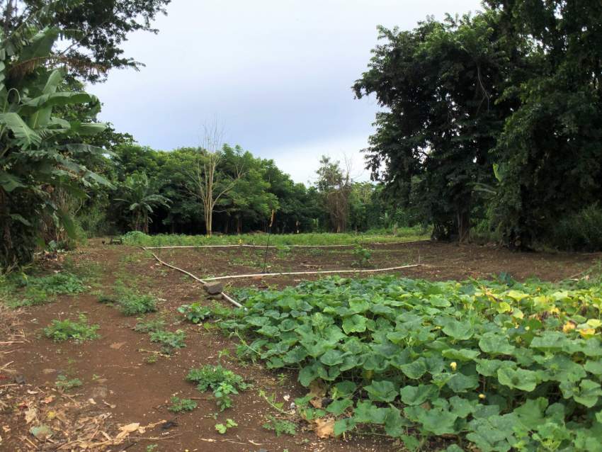 Agricultural land 4302.42 m2 – Pamplemousses - 1 - Land  on Aster Vender
