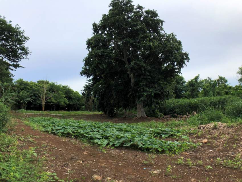 Agricultural land 4302.42 m2 – Pamplemousses - 0 - Land  on Aster Vender