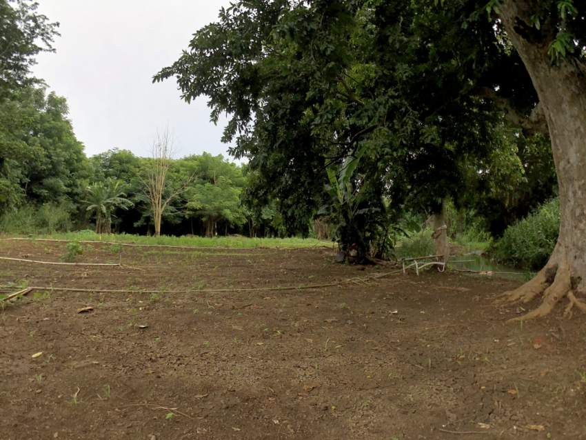 Agricultural land 4302.42 m2 – Pamplemousses - 6 - Land  on Aster Vender