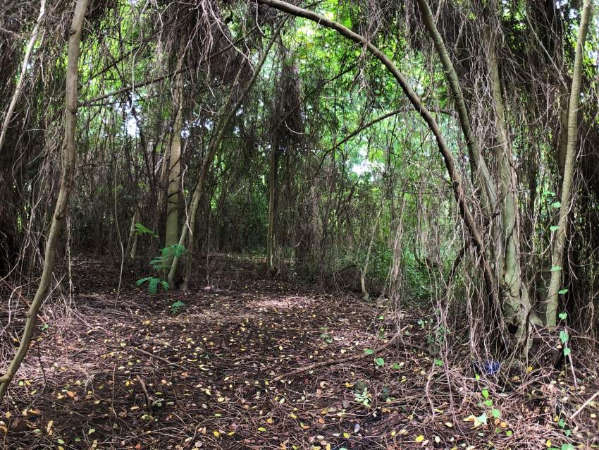 Agricultural land 4302.42 m2 – Pamplemousses - 2 - Land  on Aster Vender