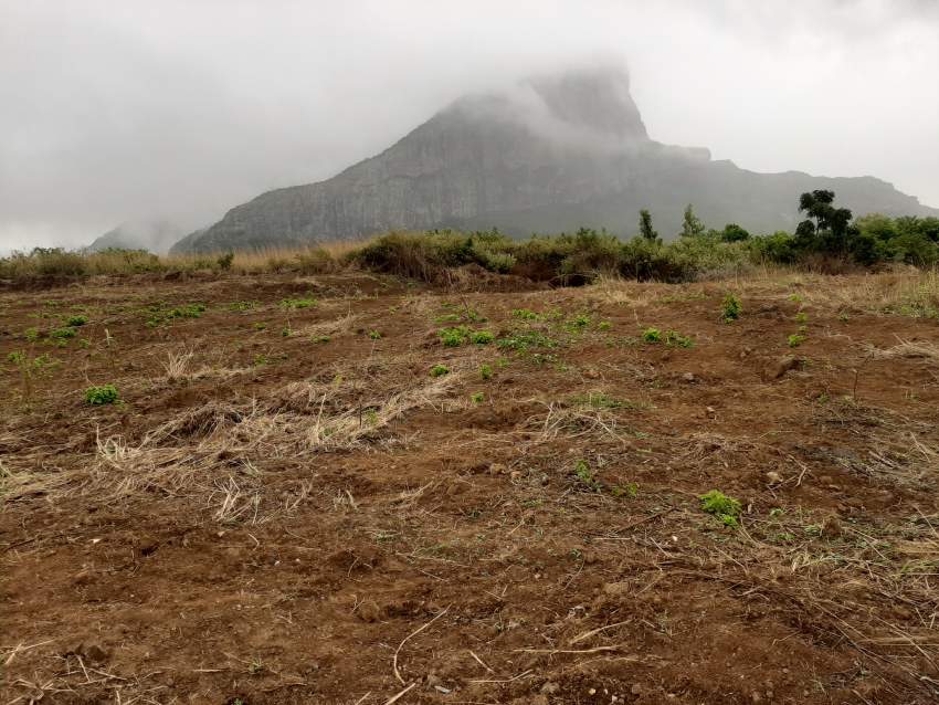 Residential Land at Palma, Quatre-Bornes For Sale  - 1 - Land  on Aster Vender