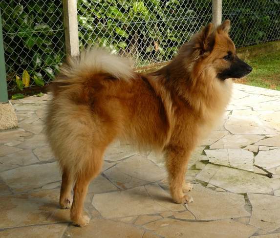 RECHERCHE / DEMANDE A ACHETER - 0 - Dogs  on Aster Vender