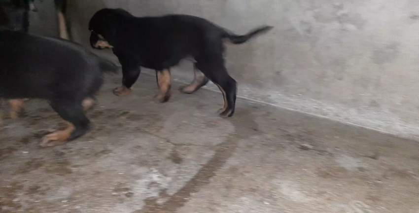 Chiots rottweiler - 0 - Dogs  on Aster Vender