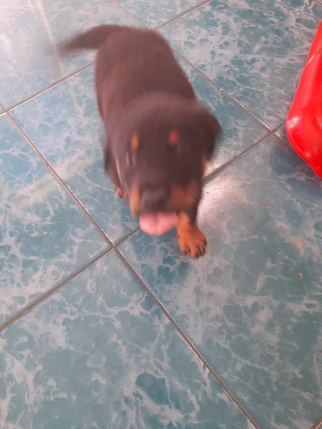 Chiots rottweiler - 2 - Dogs  on Aster Vender