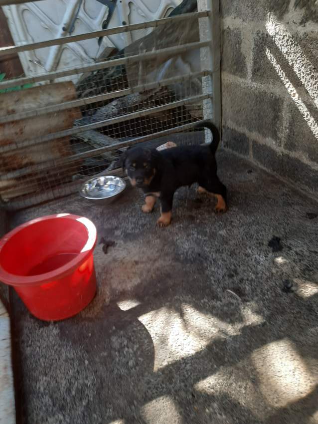 Chiot rottweiler - 0 - Dogs  on Aster Vender