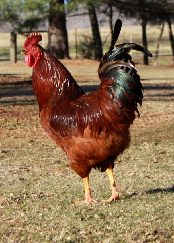 young adult (6 months old) roosters (cocks) on sale - 1 - Poultry  on Aster Vender
