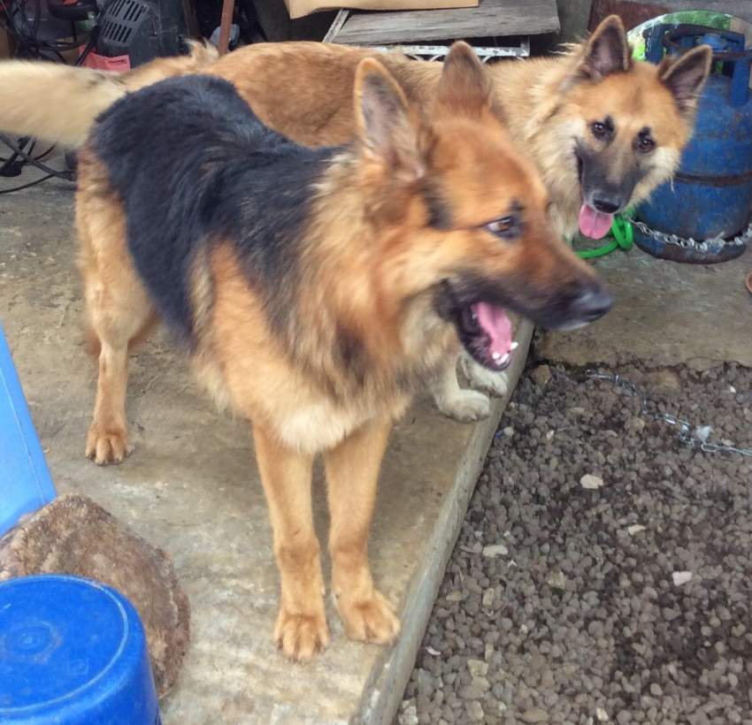 German shepherd puppy - 1 - Dogs  on Aster Vender