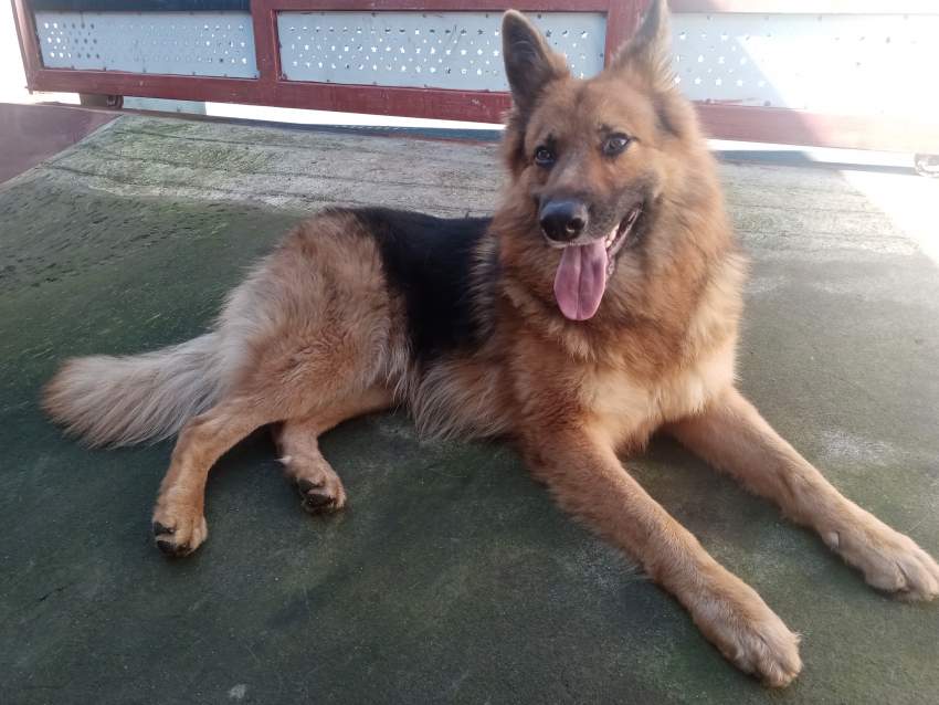 German shepherd puppy - 0 - Dogs  on Aster Vender