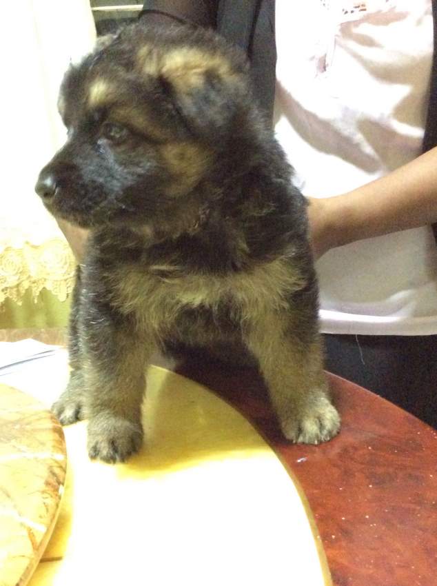 German shepherd puppy - 2 - Dogs  on Aster Vender