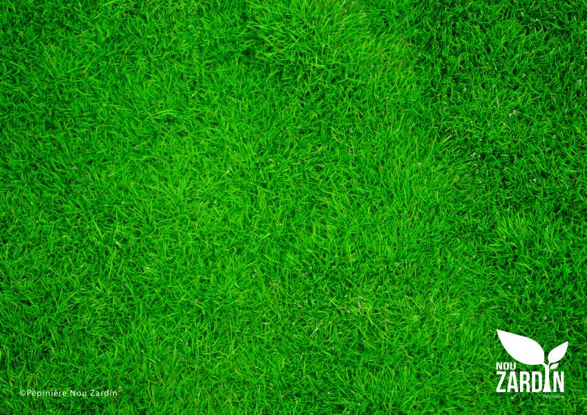 Golf Lawn Promo - 50% Off - 2 - Plants and Trees  on Aster Vender