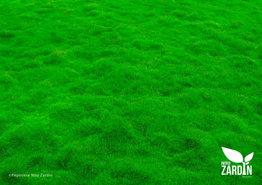 Golf Lawn Promo - 50% Off - 1 - Plants and Trees  on Aster Vender