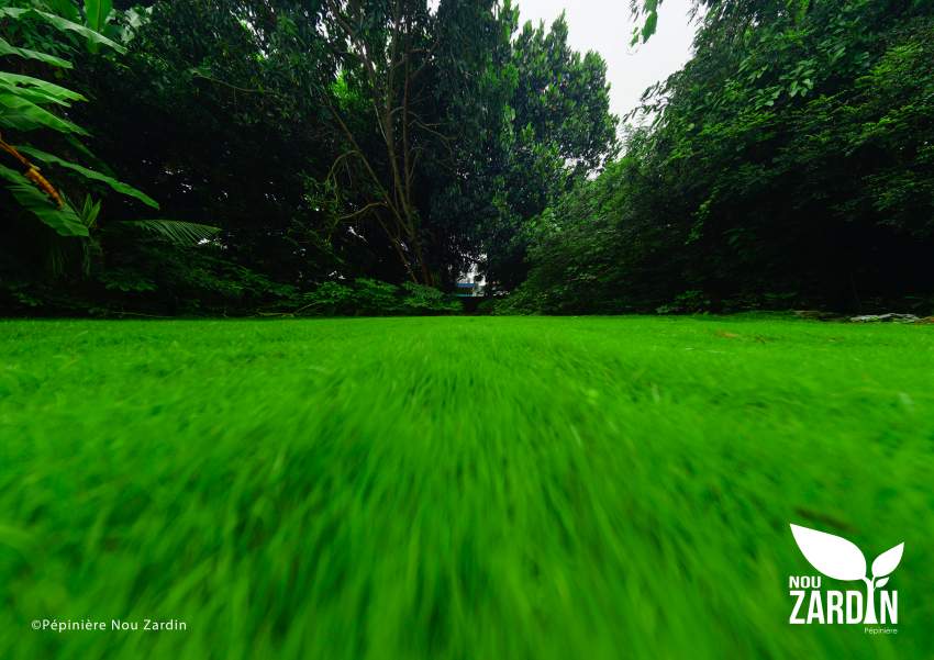 Passpalum Lawn Promo - 50% Off - 1 - Plants and Trees  on Aster Vender