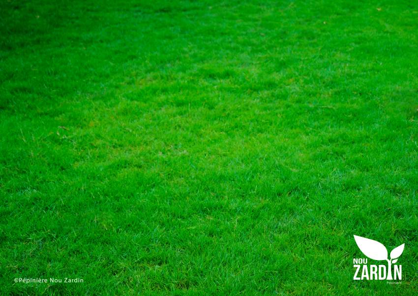 Passpalum Lawn Promo - 50% Off - 2 - Plants and Trees  on Aster Vender