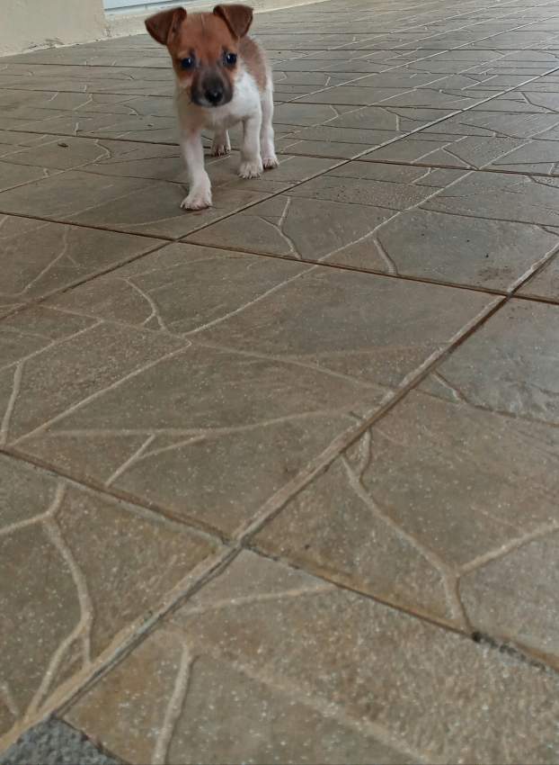 fox terrier - 0 - Dogs  on Aster Vender