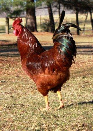 6 month old roosters (coquelets adultes) - 1 - Poultry  on Aster Vender
