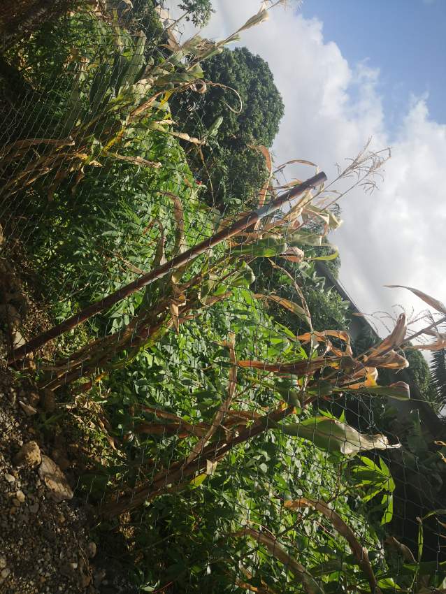 Residential Land Rose belle - 0 - Land  on Aster Vender