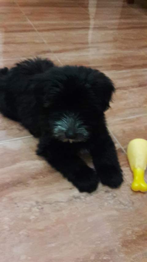 Puppy - 0 - Dogs  on Aster Vender